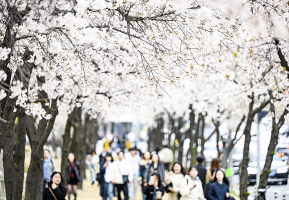 [포토뉴스] 수성못 웃음꽃 핀 상춘객