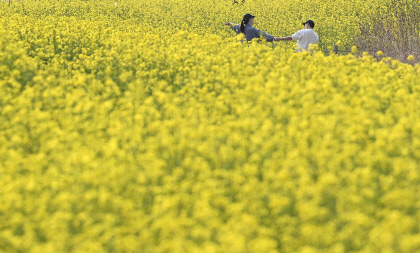 [포토뉴스] 노란 빛 봄의 왈츠