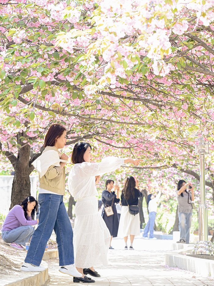분홍 겹벚꽃 따라 웃음꽃도 활짝…대구대 캠퍼스에 봄이 물들다