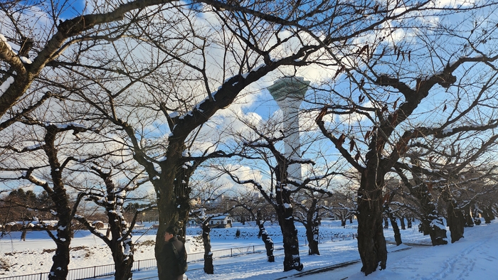 고료카쿠의 아름드리 나무와 설경. 나무 사이로 고료카쿠 타워가 보인다.