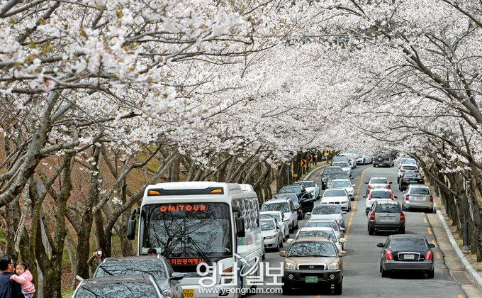 [어떻게 생각하십니까]팔공산 벚꽃축제 향한 두 시선… “산불위험 아직 큰데” VS “자영업자도 먹고 살아야”