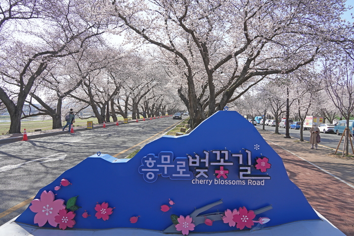 [주말, 픽] 산수유부터 벚꽃, 유채꽃까지…경주 봄꽃 절정