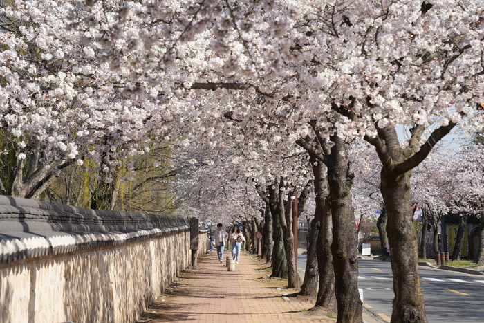 [주말, 픽] 산수유부터 벚꽃, 유채꽃까지…경주 봄꽃 절정