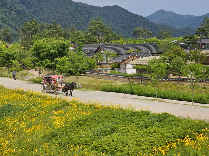 “봄꽃 향연·맨발 산책·전통 체험까지”...예천 삼강문화단지 새단장