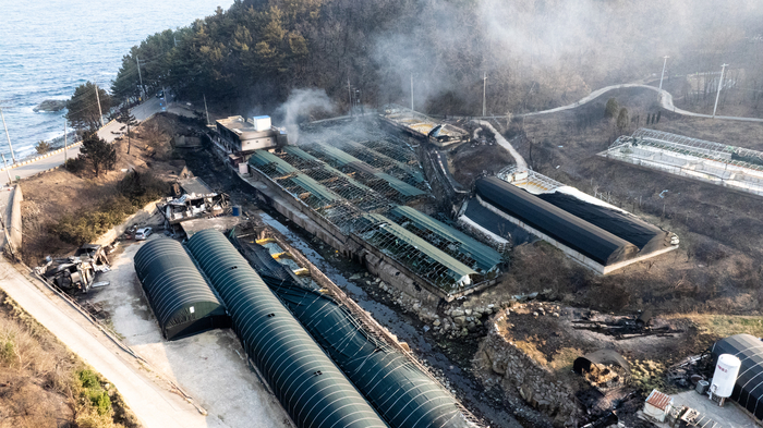 이번 산불로 영덕군 석리에서 30년째 육상 양식장을 운영중인   A 수산은 광어와 강도다리 18만미 가 폐사하는 등의 큰 피해를 당했다. <영덕군 제공>