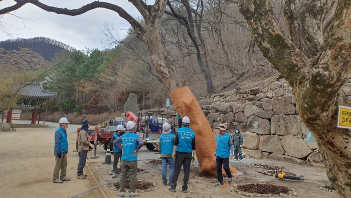 (사)한국나무의사협회 대구경북지회, 산불피해수목 치료봉사  - 고운사 불탄 노거수, 화상치료와 수세회복 열띤 봉사 전개  -
