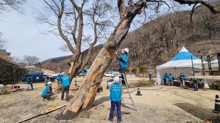 (사)한국나무의사협회 대구경북지회, 산불피해수목 치료봉사  - 고운사 불탄 노거수, 화상치료와 수세회복 열띤 봉사 전개  -