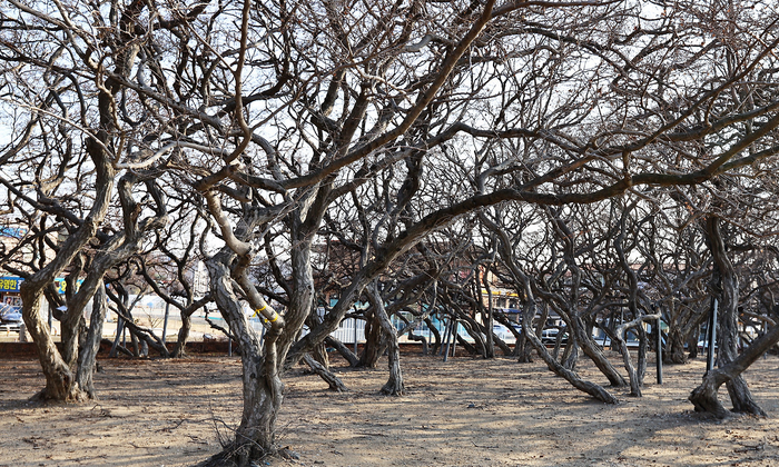 십리포 해변 350여 그루 소사나무 군락지. 관광객들이 먼저 찾는 명소로 유명하다. 우리나라의 유일한 괴수목 지역이다.