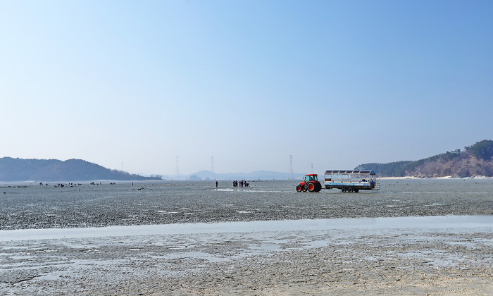 선재도 갯벌 체험 장면과 운송 트랙. 갯벌 체험단을 실은 트랙이 지나가고 있다.