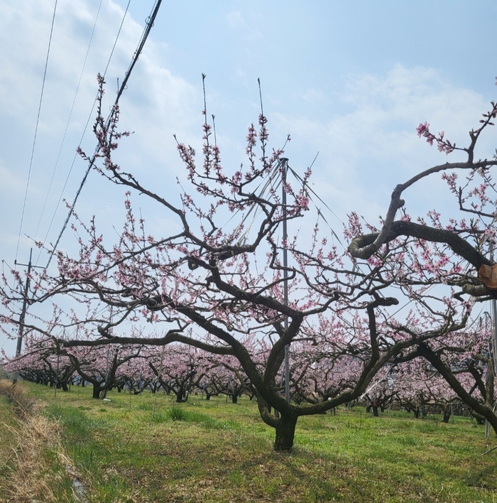 [동네뉴스-스마트폰 세상보기] 경북 칠곡 지천면 산리 초입 수줍게 꽃망울을 터트린 복숭아밭
