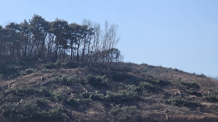 성주군 초전면 용성리의 한 야산이 관광농원 개발로 울창한 소나무숲이 벌목되고 있다. <석현철 기자>