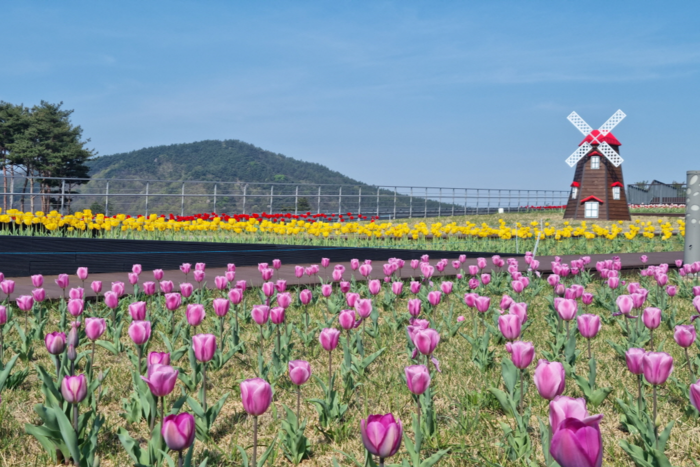 예천 삼강문화단지가 새롭게 단장된 가운데 3만 송이 튤립이 관광객들의 발길을 유혹하고 있다. <예천군 제공>