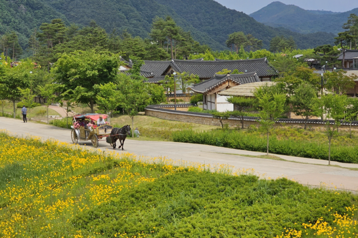 예천 삼강문화단지가 새롭게 단장된 마차 타기 체험은 가족 단위 방문객들에게 인기를 얻고 있다. <예천군 제공>