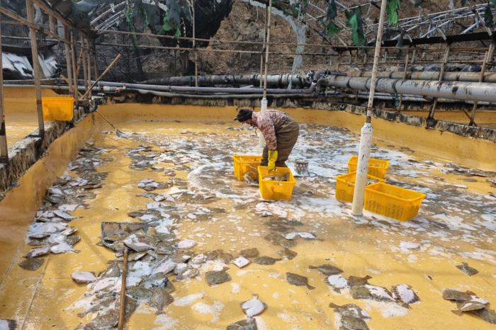 이번 산불로  영덕읍 석리 육상양식장 2곳에서 키우던 광어와 강도다리 등 약 32만미가 폐사했다. 사진은 산불로 폐사한 광어를 치우고 있는 모습. 영남일보 DB