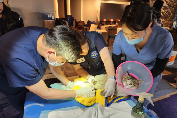 수의사들이 경북 산불 현장에서 구조된 고양이를 살피고 있다. <국경없는 수의사회 제공>