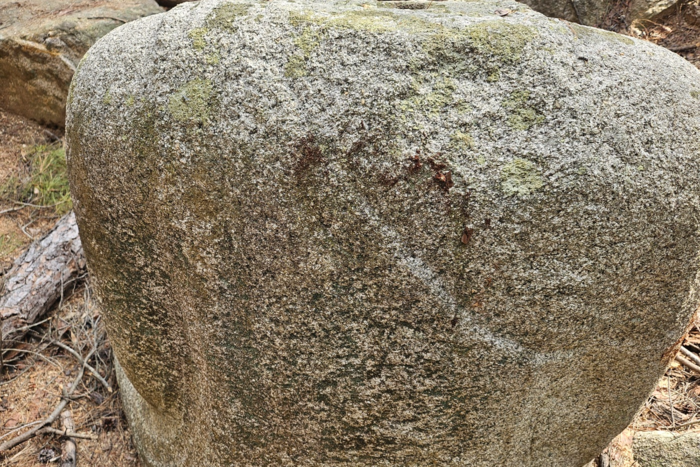 경주 남산에서 인부들이 재선충에 감염된 소나무를 벌목하면서 용장계 사곡 제1사지 석조여래좌상(등부분)이 훼손된 모습. <독자제공>