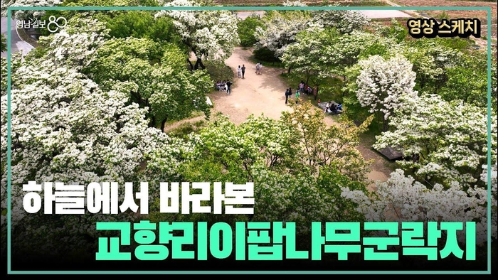 [영상스케치]하늘에서 바라본 교향리이팝나무군락지