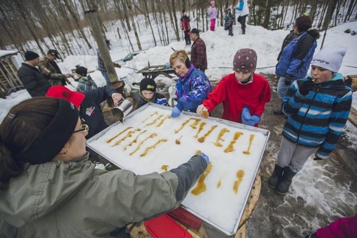 메이플 시럽 축제에서 즐기는 '메이플 태피' 체험 현장. <Destination Ontario 제공>