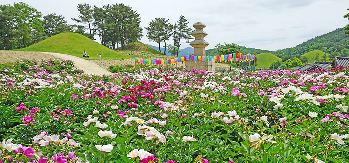 서악동 삼층석탑 주변의 작약꽃 모습.