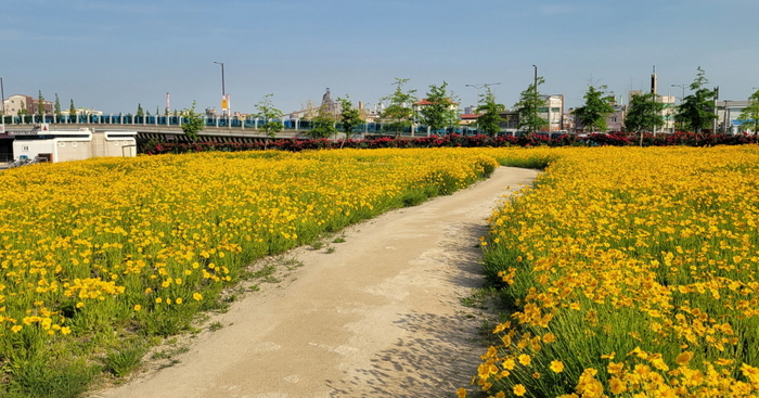 포항운하 산책로에 만계한 금계국. <포항시 제공>