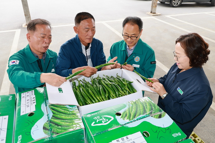 2일 예천농협 개포지점 농산물집하장에서 예천군 관계자 등이 개포풋고추작목반이 재배한 풋고추를 유통에 앞서 꼼꼼이 살펴보고 있다. <예천군 제공>