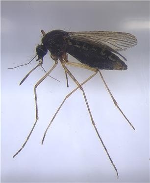 작은빨간집모기. 대구시 보건환경연구원 제공