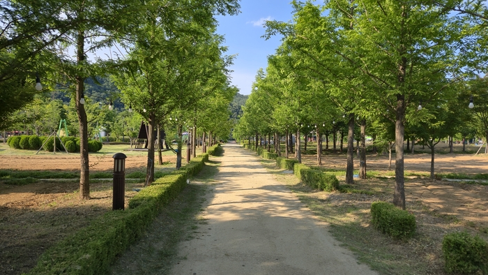 경북 예천군 풍양면 삼강리 삼강문화단지의 또 다른 명소인 메타세쿼이어길 맨발산책로는 푹신한 흙길과 그늘이 어우러져 걷기만 해도 치유되는 듯한 힐링 코스를 자랑한다. <예천군 제공>