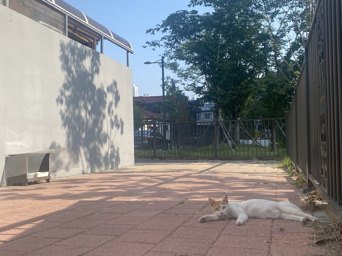 고양이