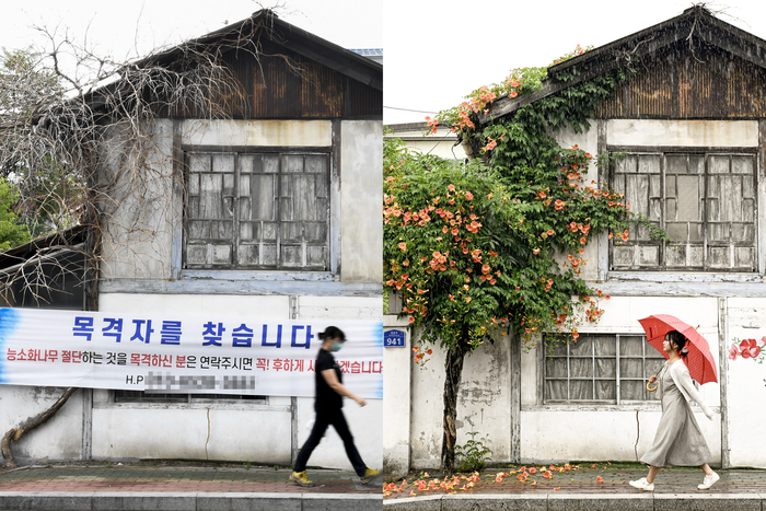 24일 경북 경산시 자인면 자인초등학교 앞 적산가옥에서 복원된 능소화가 만개해 시민들의 눈길을 끌고 있다(오른쪽). 2022년 밑동이 잘린 채 고사한 모습이 영남일보 보도로 처음 공론화됐으며, 현장에 걸린 '목격자를 찾습니다' 현수막이 시민 제보와 공분을 이끌었다. 이듬해 식목일, 경산시는 수령 30년 된 능소화 나무를 같은 자리에 이식했고, 2년간 자라며 다시 꽃을 피워내 약 50년간 이어져온 여름 풍경이 되살아나고 있다.
이현덕기자 lhd@yeongnam.com