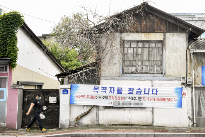 2022년 밑동이 잘린 채 고사한 모습은 영남일보 보도로 처음 공론화됐으며, 현장에 걸린 '목격자를 찾습니다' 현수막이 시민 제보와 공분을 이끌었다.