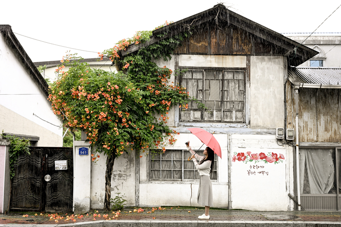 24일 경북 경산시 자인면 자인초등학교 앞 적산가옥에서 복원된 능소화가 만개해 시민들의 눈길을 끌고 있다. 2022년 밑동이 잘린 채 고사한 모습이 영남일보 보도로 처음 공론화됐으며, 이듬해 식목일 경산시는 수령 30년 된 능소화 나무를 같은 자리에 이식했다. 이후 2년간 담장을 타고 자란 나무가 다시 꽃을 피워내며, 약 50년간 이어져온 여름 풍경이 되살아나고 있다.
이현덕기자 lhd@yeongnam.com