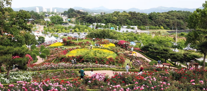 함창읍 향교마을을 찾은 관광객들이 장미동산에서 각양각색의 장미를 감상하고 있다.