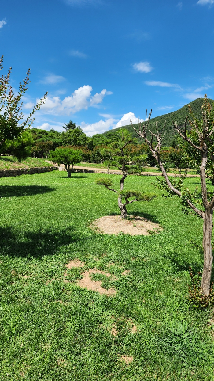 병산서원에 설치됐던 윤석열 전 대통령 방문 기념식수 앞 비석이 사라진 모습<독자제공>