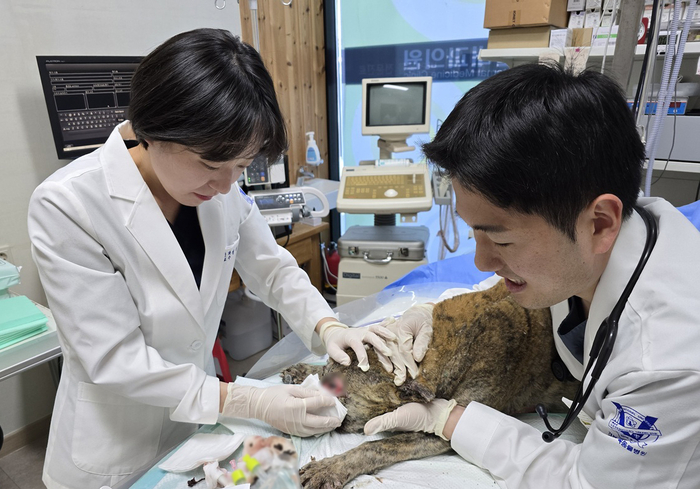 수의과대학 부속동물병원에서 대규모 산불로 큰 피해를 입은 경북 청송 지역을 돕기 위해 수의 진료 봉사를 하고 있다. <경북대 제공>