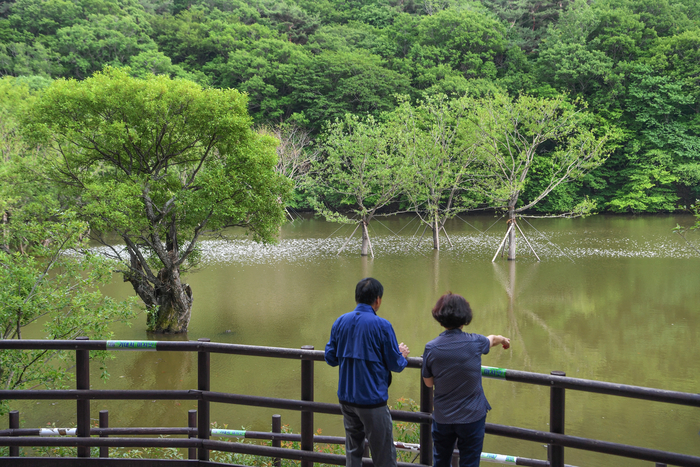 청송 주산지는 조선 경종 원년인 1721년 완공된 인공저수지다. 주산지에는 둥치가 뒤틀린 늙은 왕버들과 버팀목을 두른 왕버들이 함께 어우러져 있다.