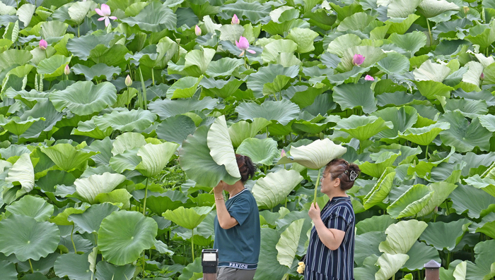 폭염이 이어진 10일 오후 대구 동구 반야월연꽃단지를 찾은 시민들이 연잎으로 햇빛을 가린 채 산책을 하고 있다.
이윤호기자 yoonhohi@yeongnam.com
