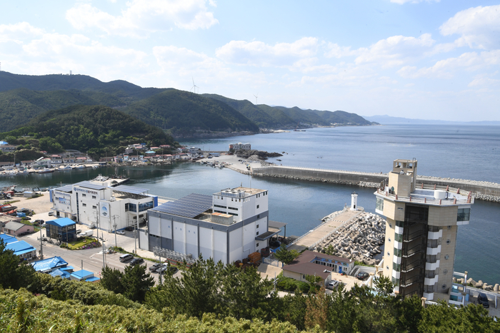 영덕 축산 죽도산에서 본 축산항. 오른쪽 아래 보이는 산마루 전망대는 새로운 랜드마크로 변신하기 위해 공사 중이다. 시인 타고르의 '동방의 등불'을 상징화해 '동방언덕'이라는 새 이름이 붙을 예정이다.