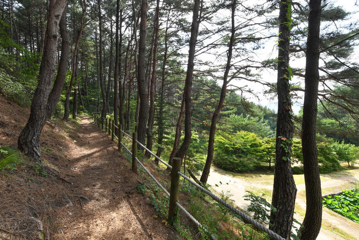 괴시리 전통마을로 가는 솔숲 오솔길의 목은 이색 산책로. 이 솔숲을 지나면 목은 이색의 생가터와 기념관을 만날 수 있다.