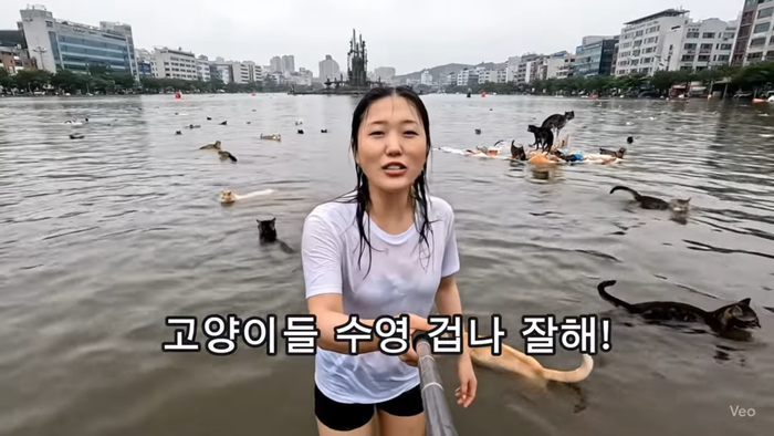 경복궁 앞마당에 물개가 등장하고, 고양이들이 수해현장에서 헤엄치는 모습을 그린 AI 영상. 온라인에서 진짜 가짜 논쟁을 불러일으켰다. <유튜브 골파닭 캡처>