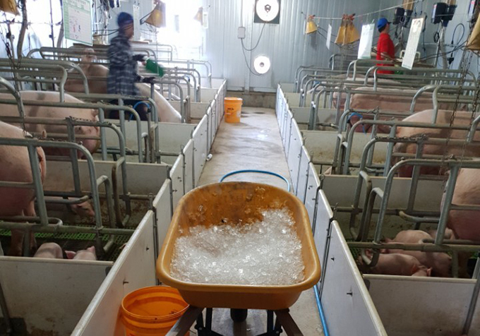 폭염이 기승을 부리면서 영천 대창면 한 돈사에서 농장 직원들이 돼지에게 얼음을 제공하고 있다. 영남일보 DB