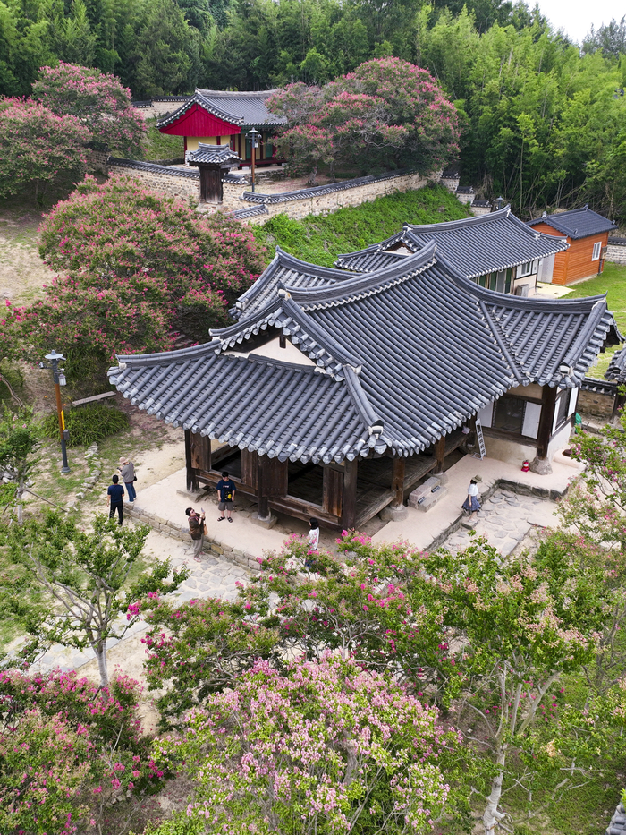 휴일인 3일, 대구 하빈면 하목정을 찾은 방문객들이 배롱나무꽃이 만개한 정자 앞에서 사진을 찍으며 한가로운 여름 풍경을 만끽하고 있다. 하목정은 당나라 시구 '낙하여고목제비'에서 이름을 따온 정자로, 노을과 고목이 어우러진 풍경이 특징이다.
이현덕기자 lhd@yeongnam.com