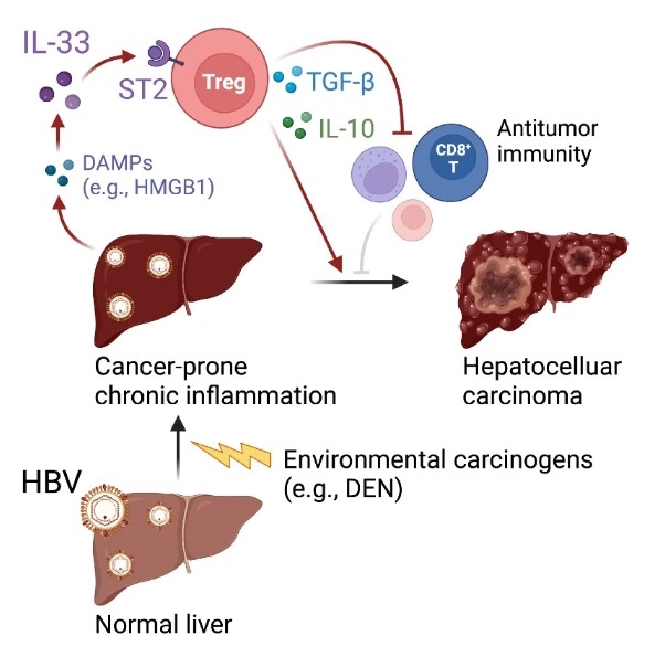 HBV(간염 바이러스) 감염과 환경 발암물질이 결합해 간암으로 진행되는 면역학적 메커니즘을 설명한 개념도.<계명대 동산의료원 제공>