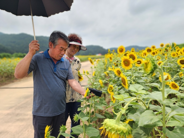 지난 13일 예천군 호명읍 월포생태공원에 해바라기 페스타가 한창인 가운데 7~8년 만에 예천을 다시 찾은 성주에서 온 이대환(65) 씨 부부가 만개한 여름의 추억을 쌓고 있다. <장석원기자 history@yeongnam.com>
