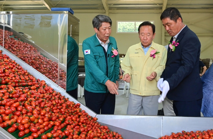 21일 경북 봉화군 재산면 갈산리에서 열린 재산토마토집하장 준공식에서 박현국 봉화군수(가운데)가 자동선별기를 통해 선별되는 토마토를 살펴보고 있다. <봉화군 제공>