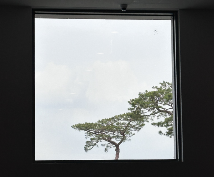 대구간송미술관 내부 창문에 비친 소나무. 창 밖 풍경도 한 폭의 그림 같다. <사진=조현희기자>