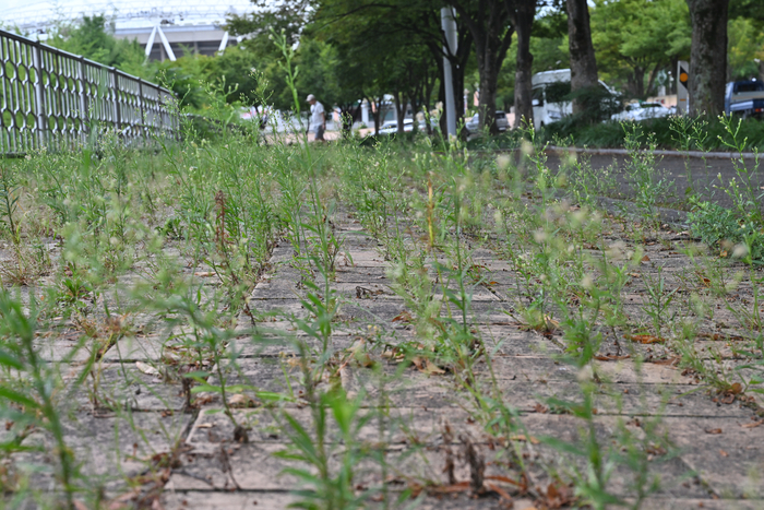 2일 오후 대구 수성구 대구스타디움 부근 인도 수백m에 풀이 무성해 이곳을 찾는 시민들의 눈살을 찌푸리게 하고 있다.
이지용기자 sajahu@yeongnam.com