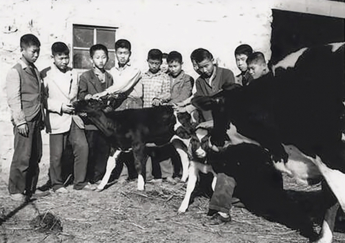홀스타인 젖소 송아지를 돌보는 메노나이트 직업학교 농업반 학생들. 당시 홀스타인 젖소는 우리나라에서 보기 힘든 품종으로, 경산지역에서 신기한 볼거리가 되기도 했다. <메노나이트 아카이브 제공>
