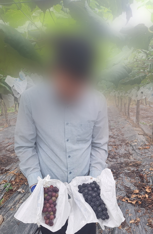 포도재배 농민이 여름철 야간의 기온 상승으로 색이 제대로 발현되지 않은 포도와 정상인 포도를 보여주고 있다. <상주 포도 농가 제공>