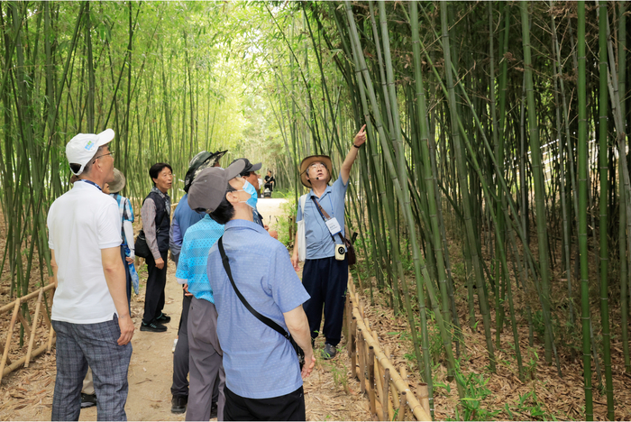달성군 다사읍 죽곡 댓잎소리길에서 해설사의 설명을 들으며 대나무 숲길을 걷는 참가자들. 빽빽이 우거진 대숲 사이로 가을의 정취가 물씬 풍긴다.<달성군 제공>