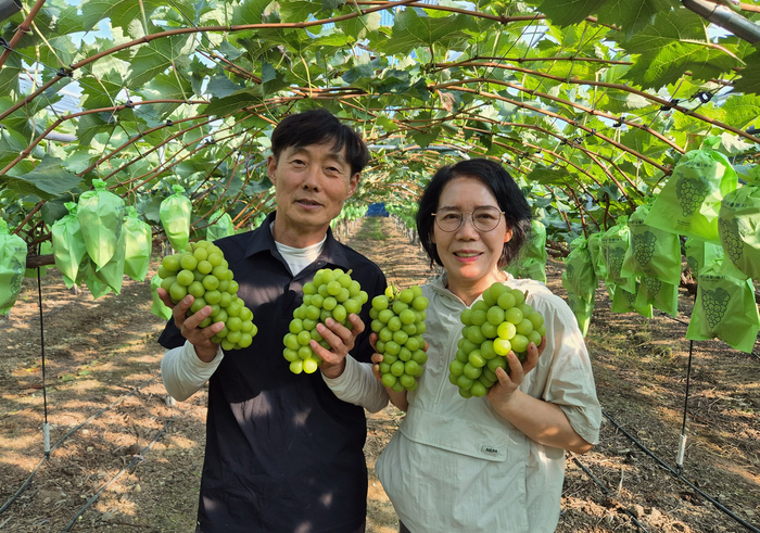 경북 영천시 화남면에 위치한 포도 농장에서 이상락·김미해(씨 부부가 직접 농사 지은 포도를 들고 포즈를 취하고 있다.